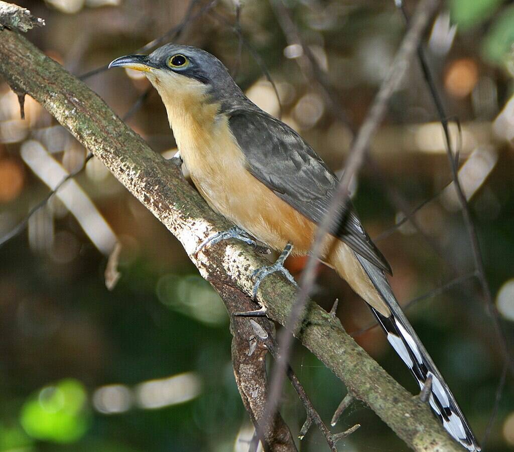 Mangrove_Cuckoo