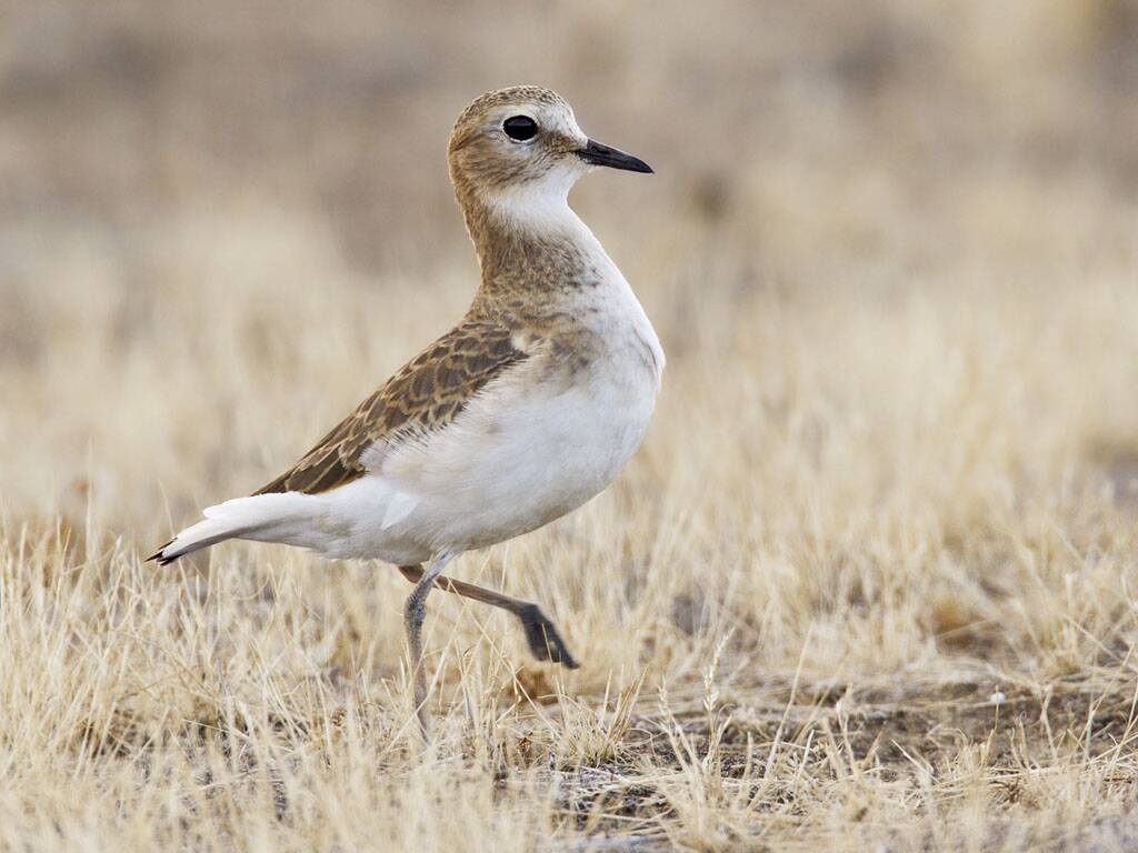 Mountain_Plover,_Charadrius_montanus