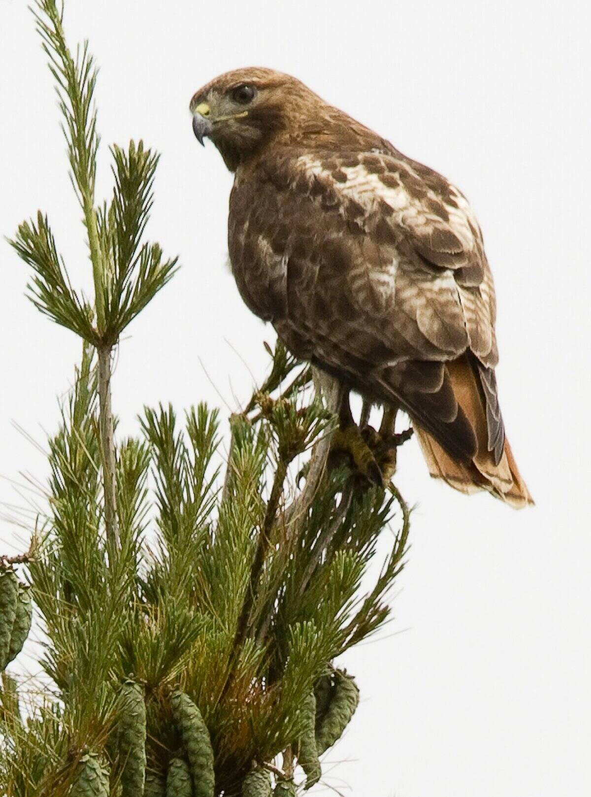 Northern Harrier