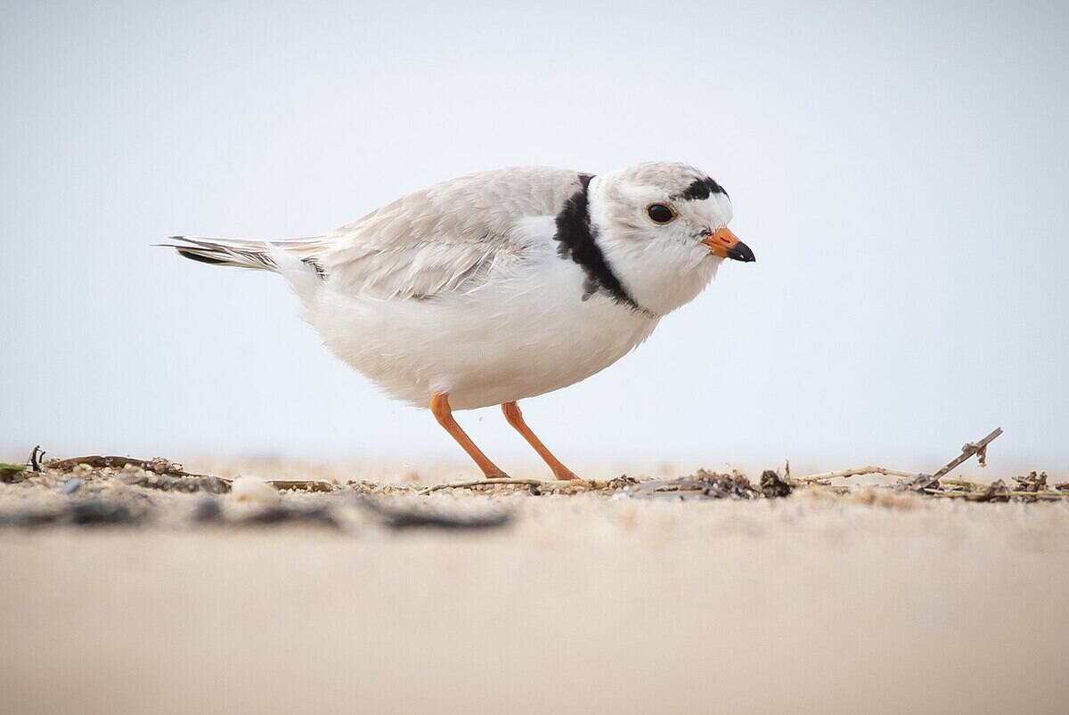 Piping_Plover_HQ