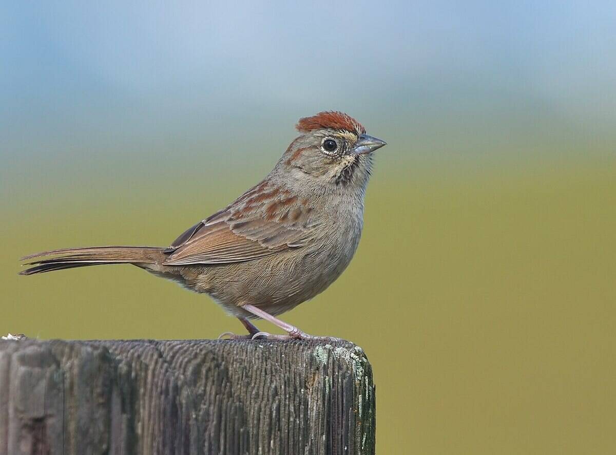 Rufous-crowned_Sparrow