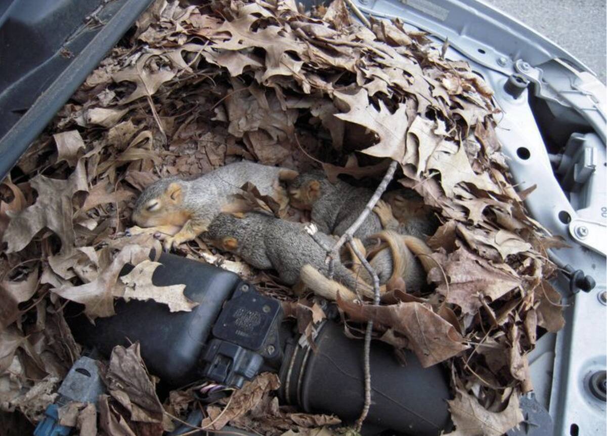 Screen Shot 2023-11-16 at 1.21.52 PM