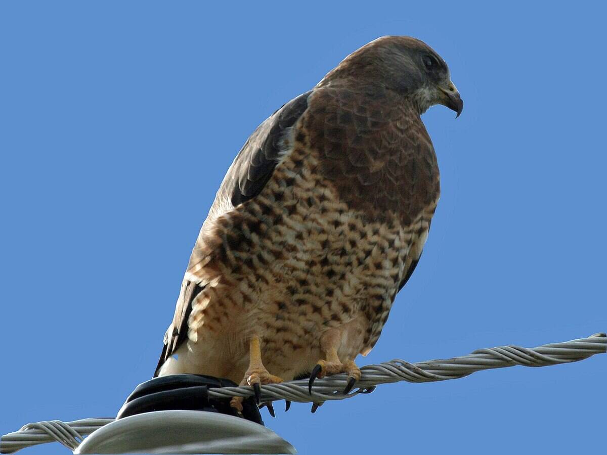 Swainson's_Hawk_(Buteo_swainsoni)_RWD
