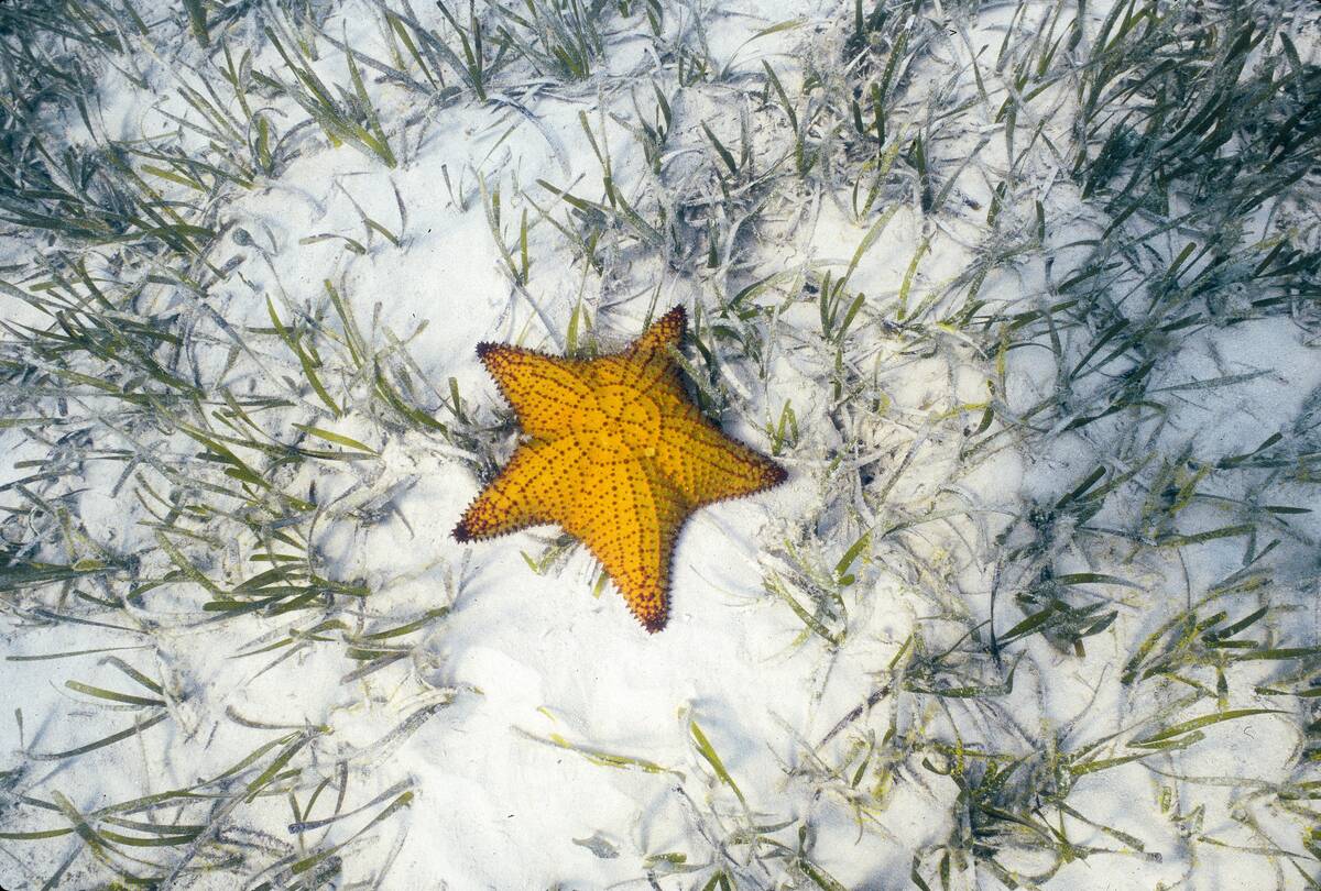 A Starfish On The Ocean Floor