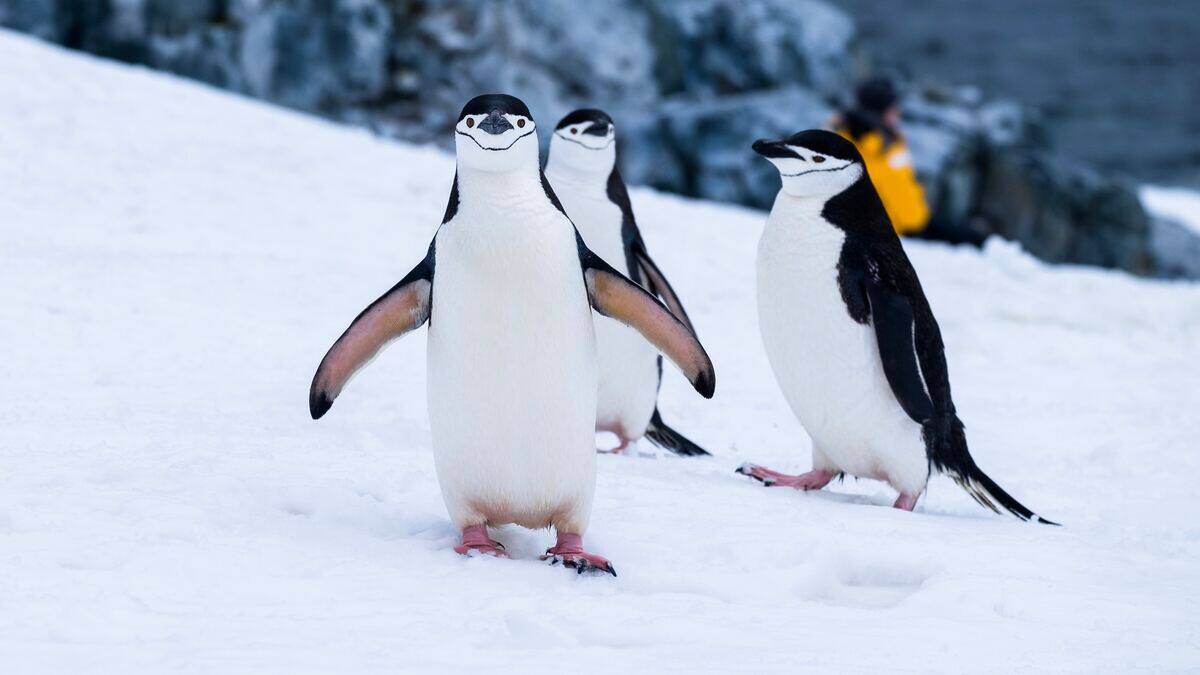 penguins in the snow in antarctica