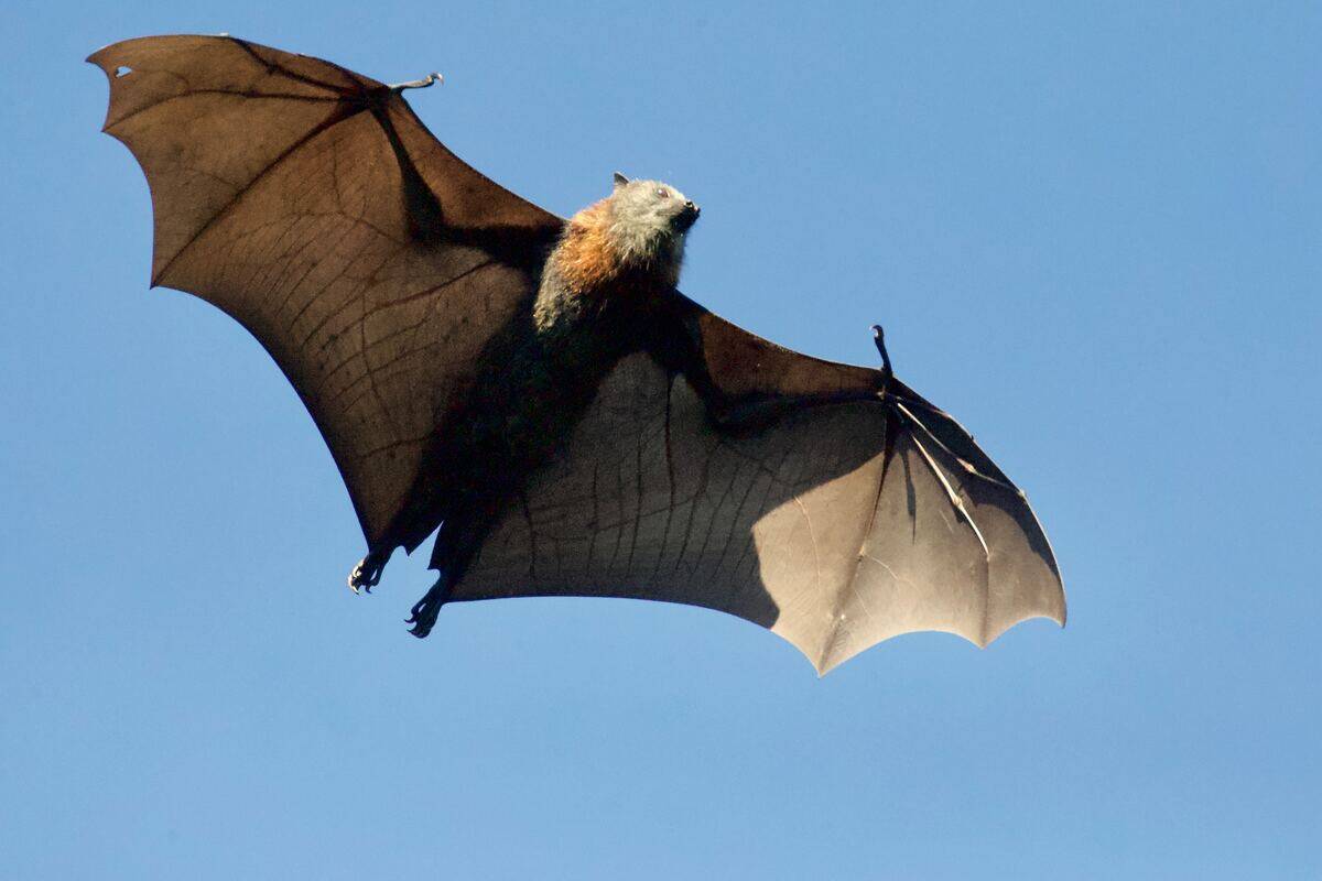 bat flying during the day