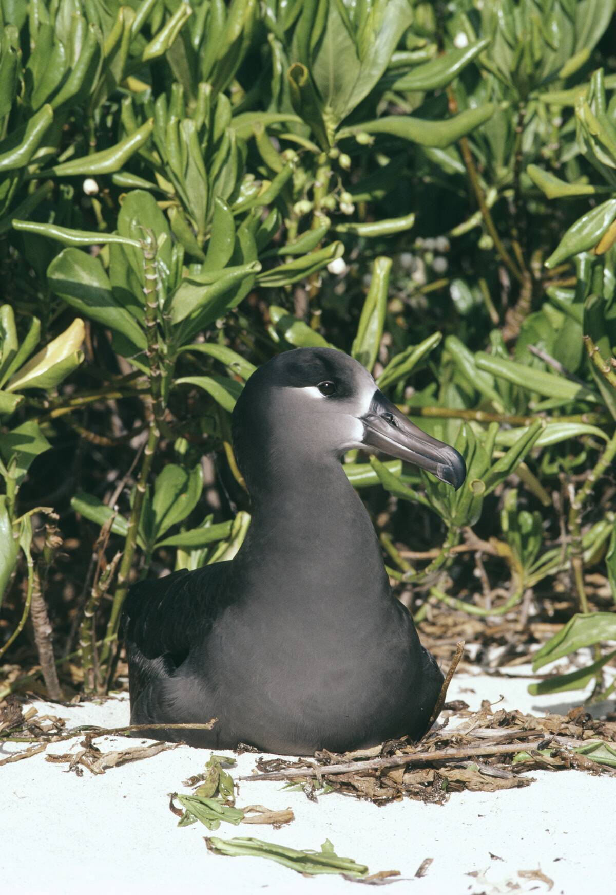 Black-footed albatross, Phoebastria nigripes