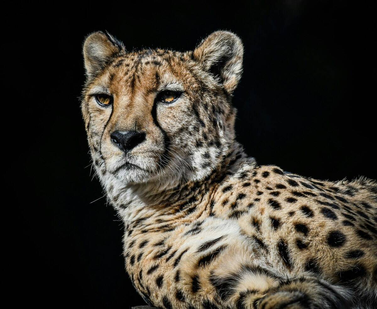 cheetah with black background