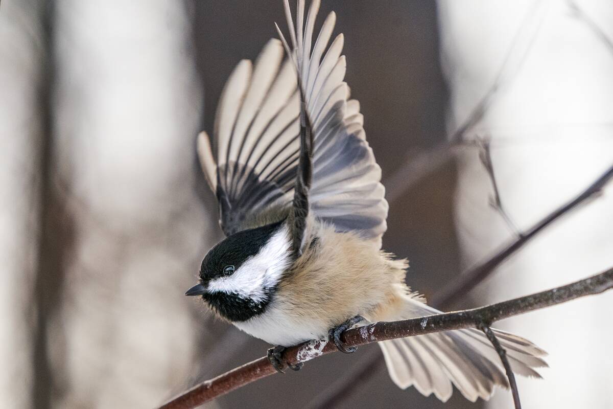 Chickadees in North Berwick