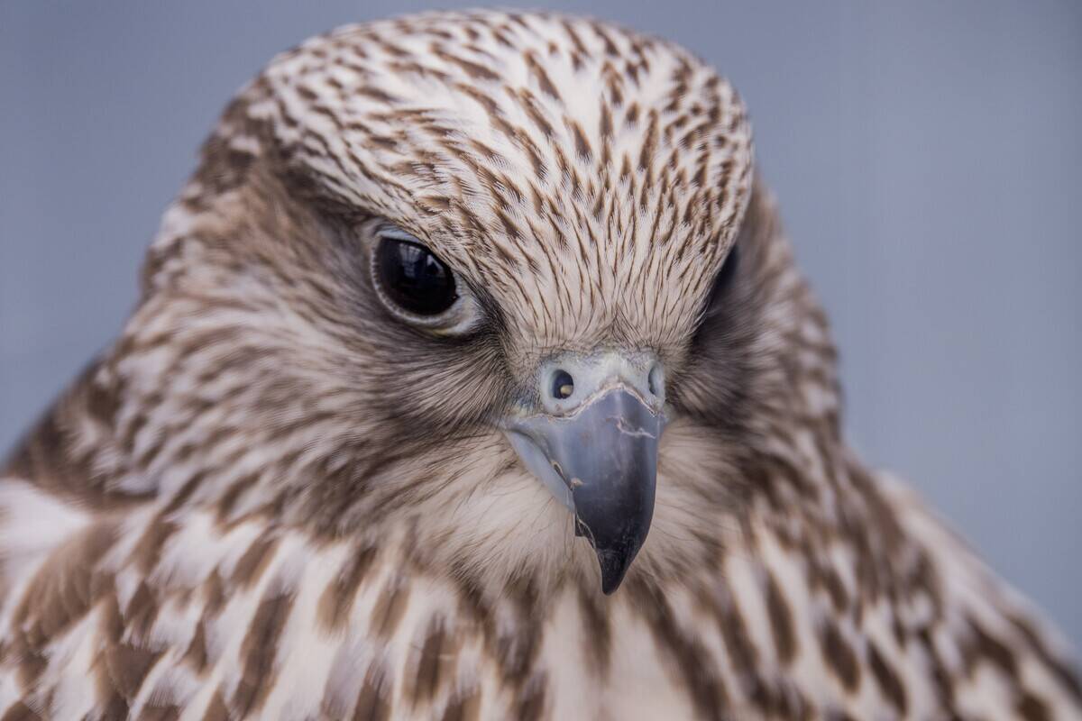 Close-up of a Gyrfalcon at the Sunriver Nature Center in...
