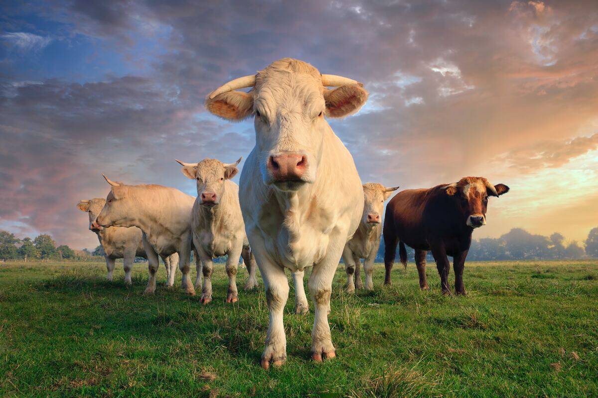 cows in a field
