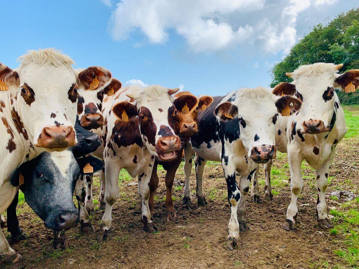 cows in a field