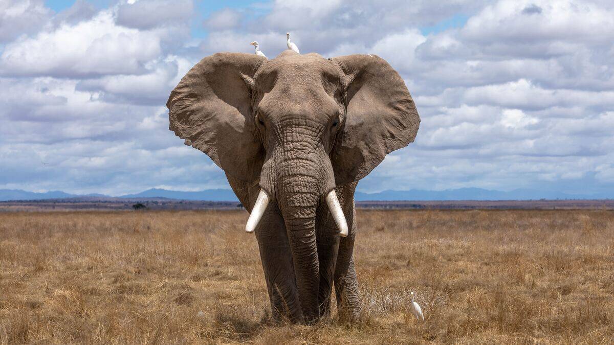 elephant standing in a field