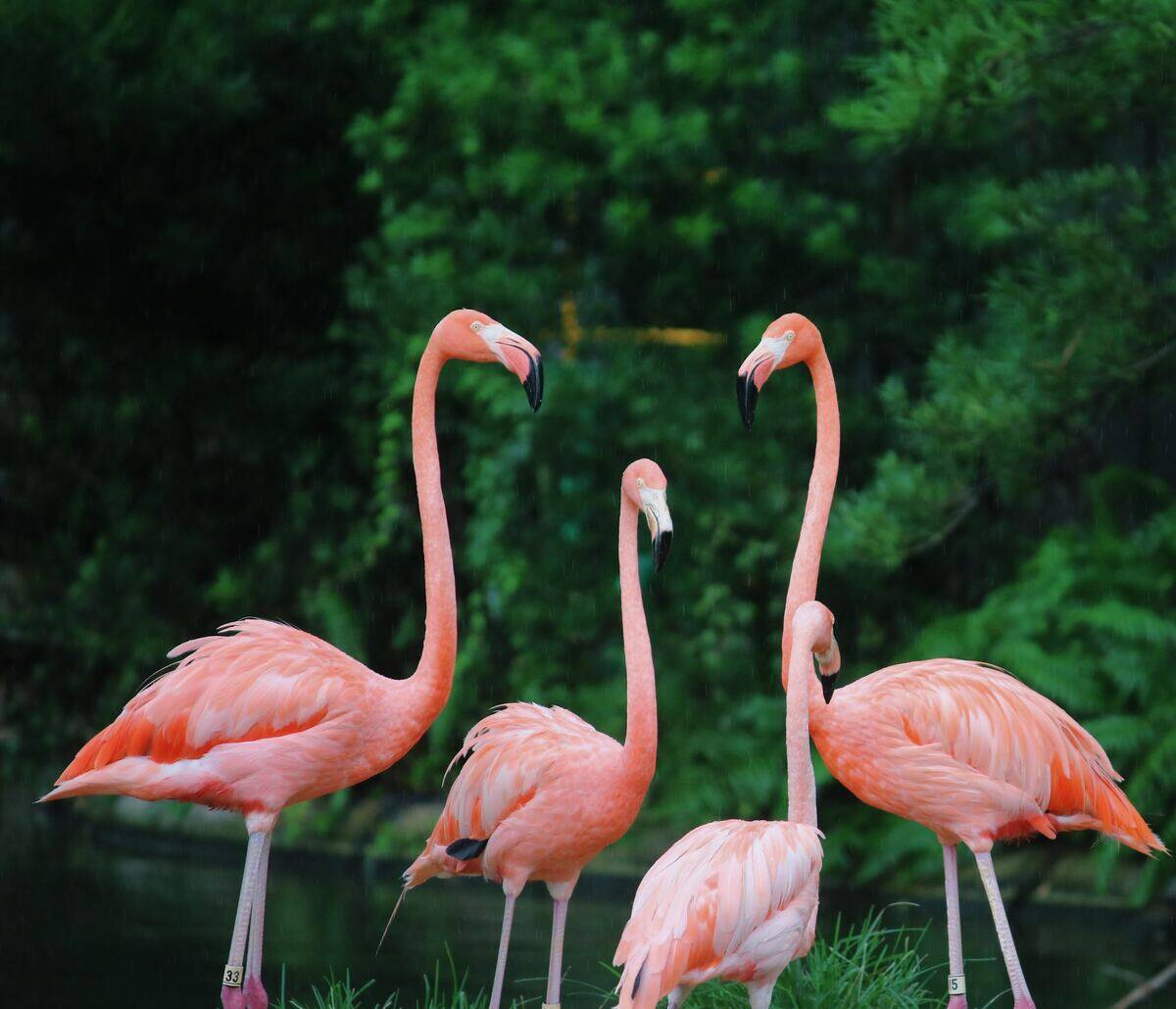 flamingos standing by the water