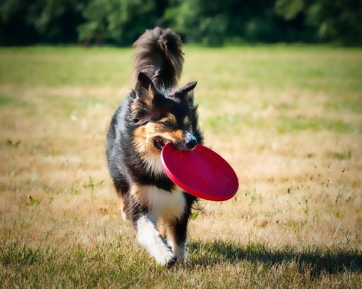 dog holding a red frisbee
