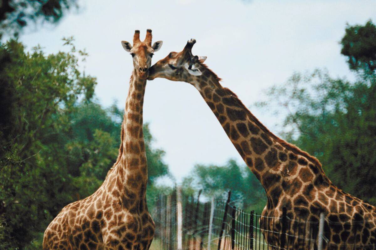 two giraffes kissing