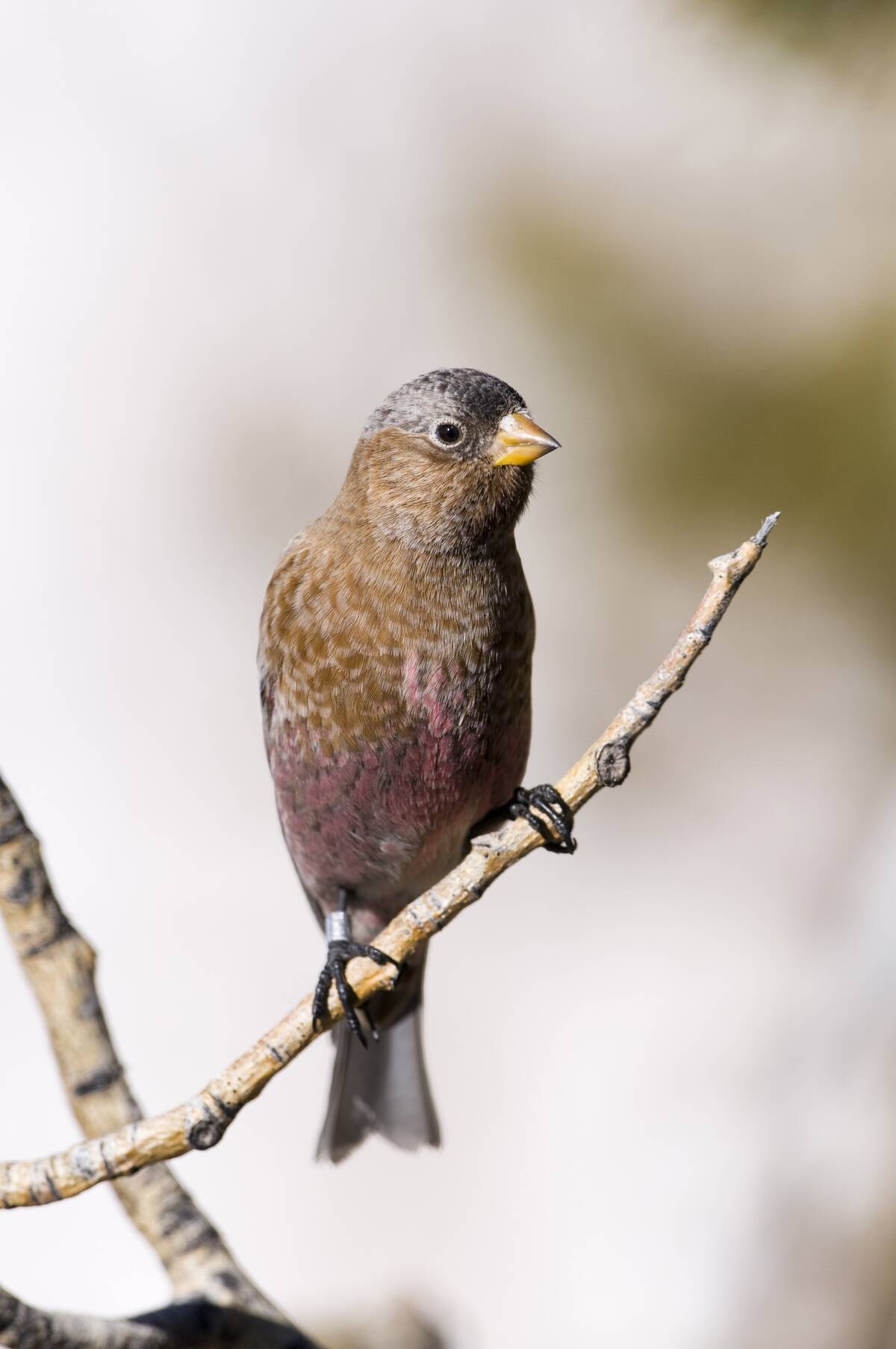 Gray-crowned Rosy-Finch, Leucosticte tephrocotis, Scandia Crest, Albuquerque, New Mexico