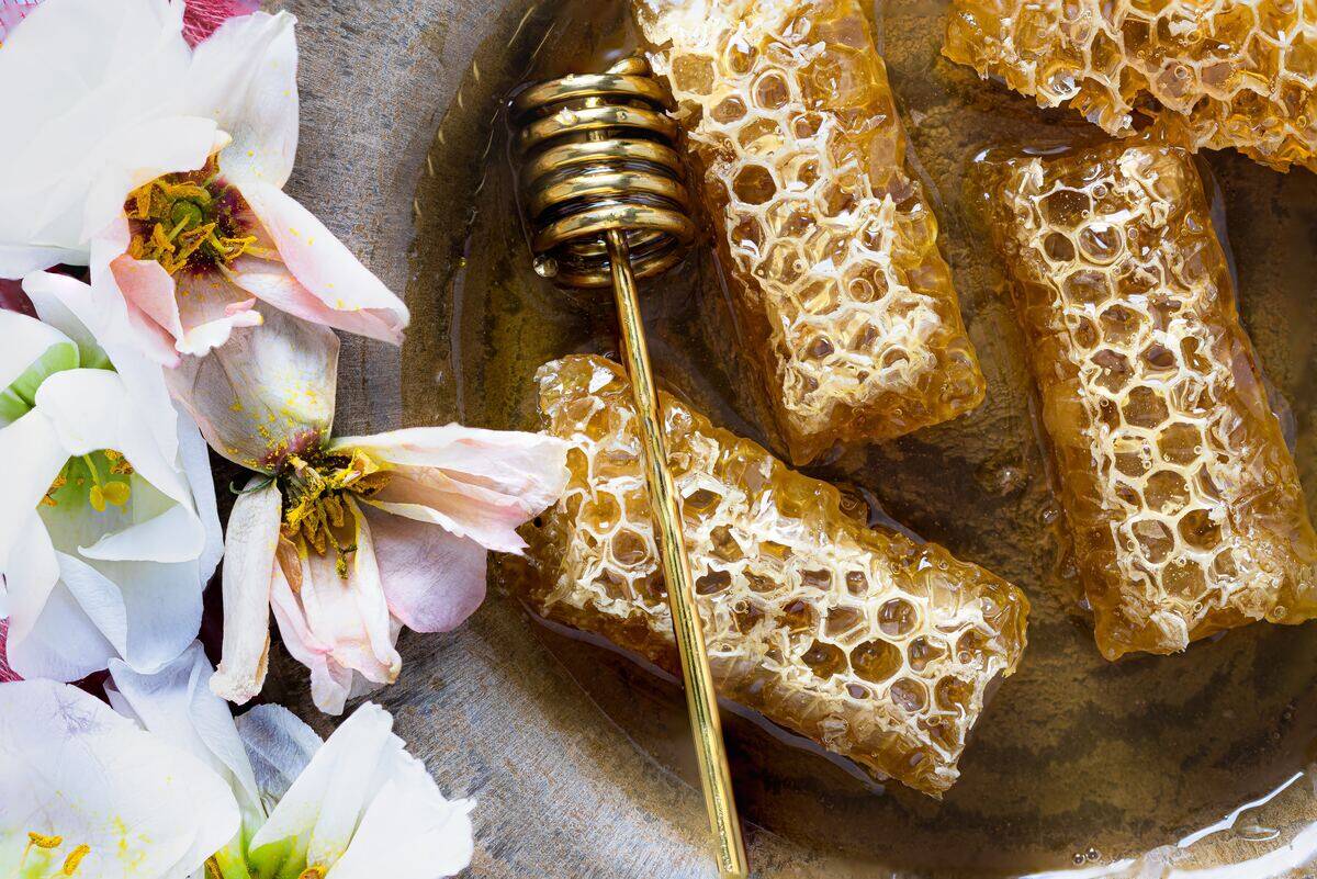 honey combs with flowers