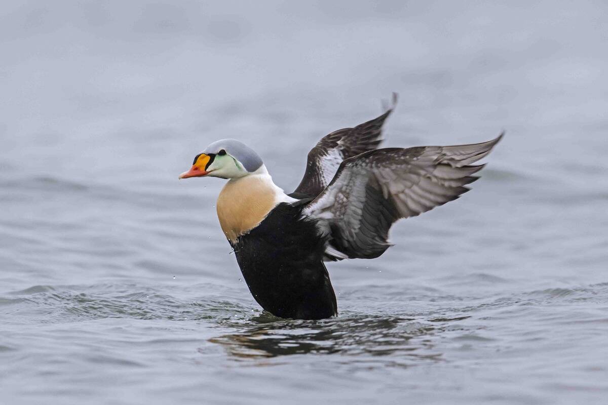 King Eider drake flapping