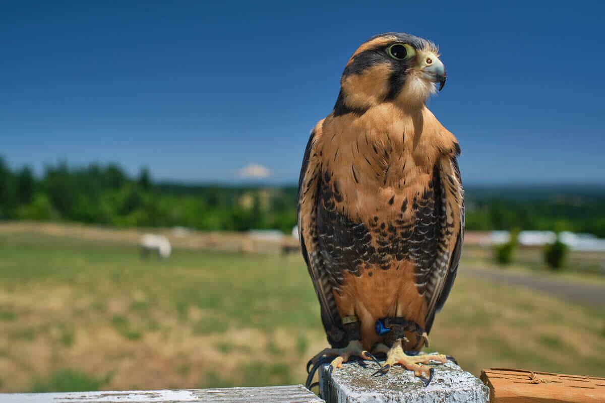 Meet the Falconer Who Earns $20,000 a Month