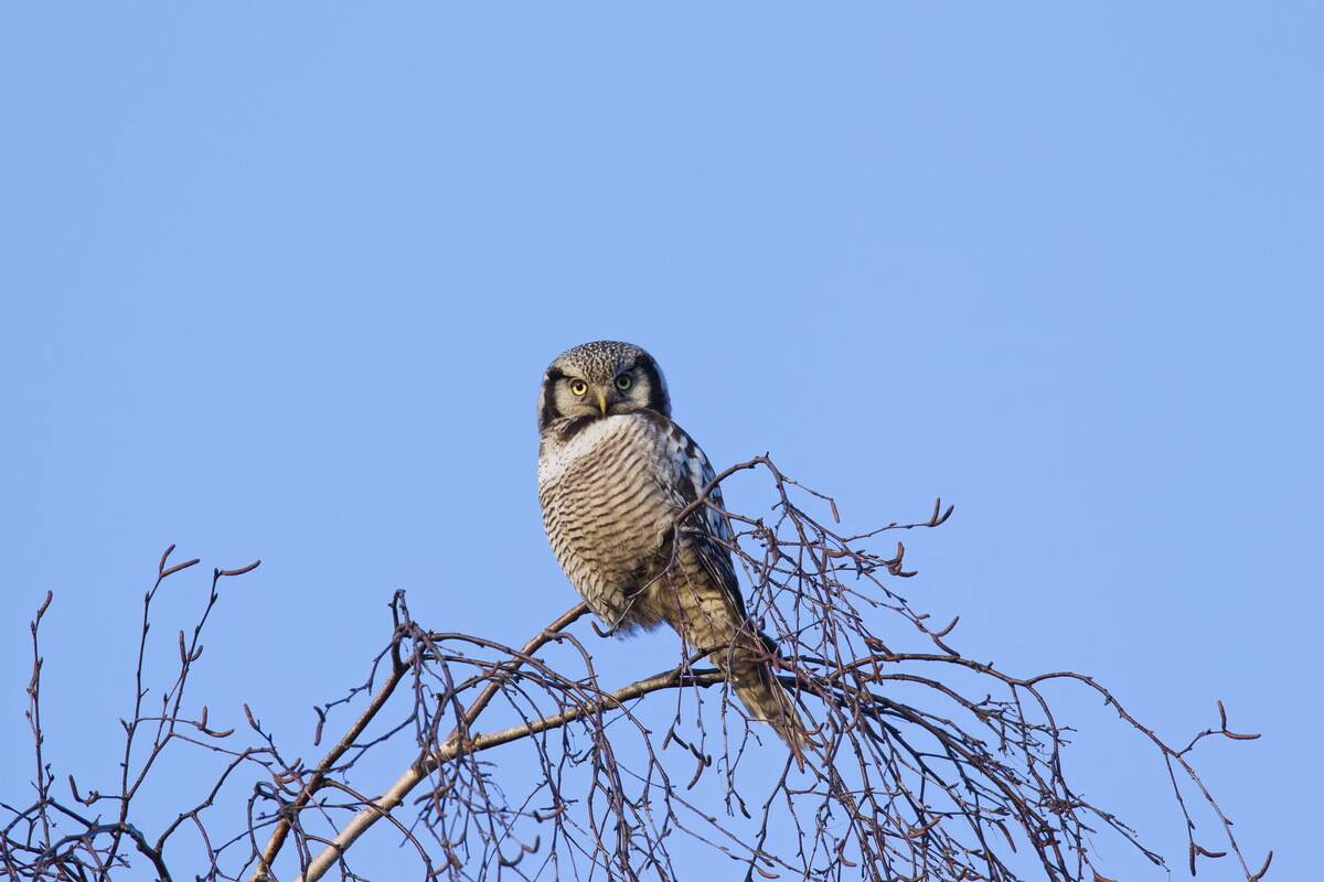 Northern hawk-owl (Surnia ulula) perched in tree