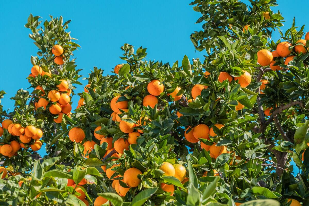 oranges on a tree