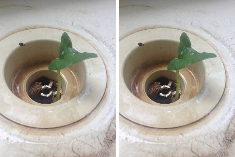 plant2