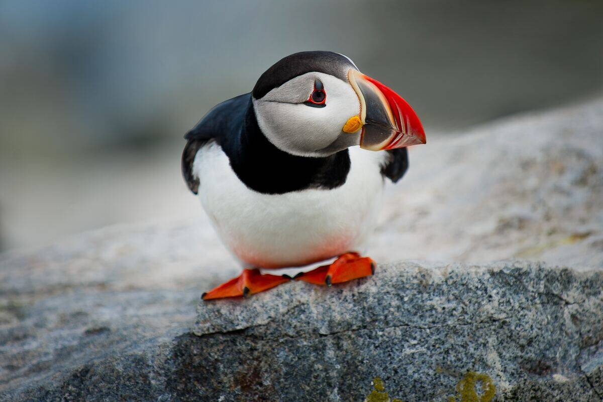 puffin standing on a rock