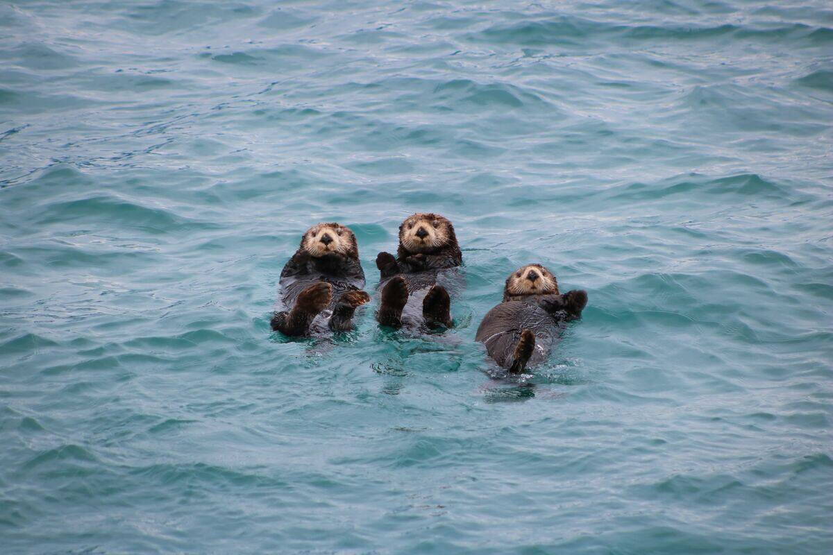 sea otters in the ocean