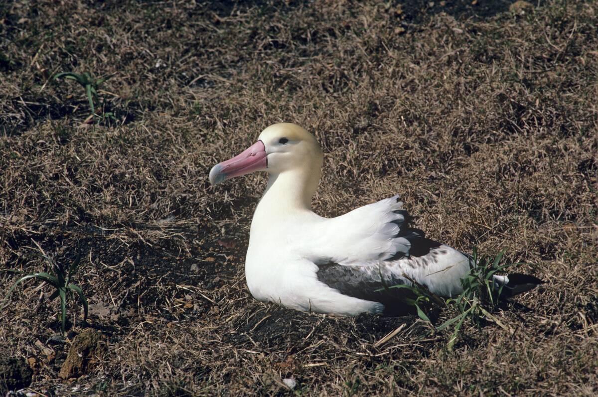 Short-tailed albatross, Phoebastria albatrus