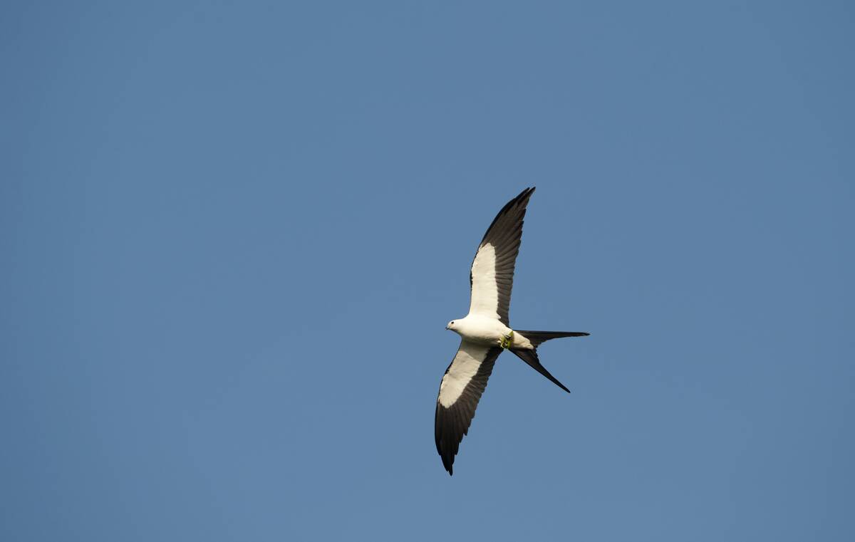Swallow-tailed Kite, Elanoides forficatus, Florida Everglades USA