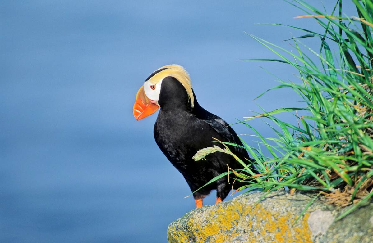 Tufted Puffin (fratercula Cirrhata) on a Cliff on Round Island