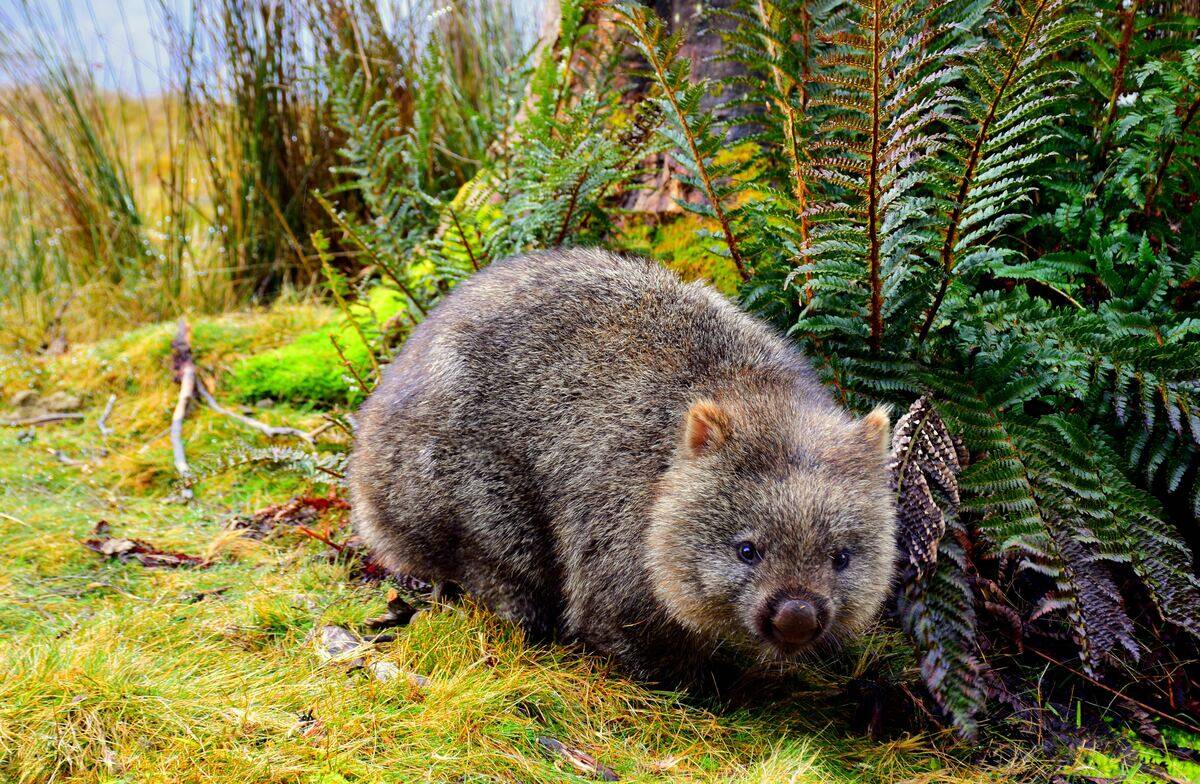 wombat in the bushes