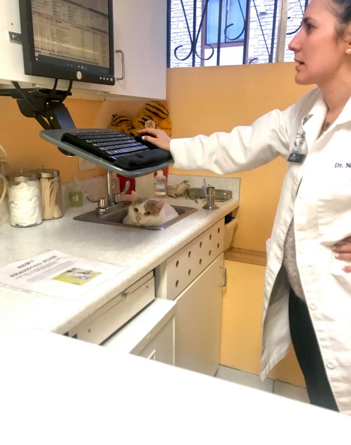 cat vet