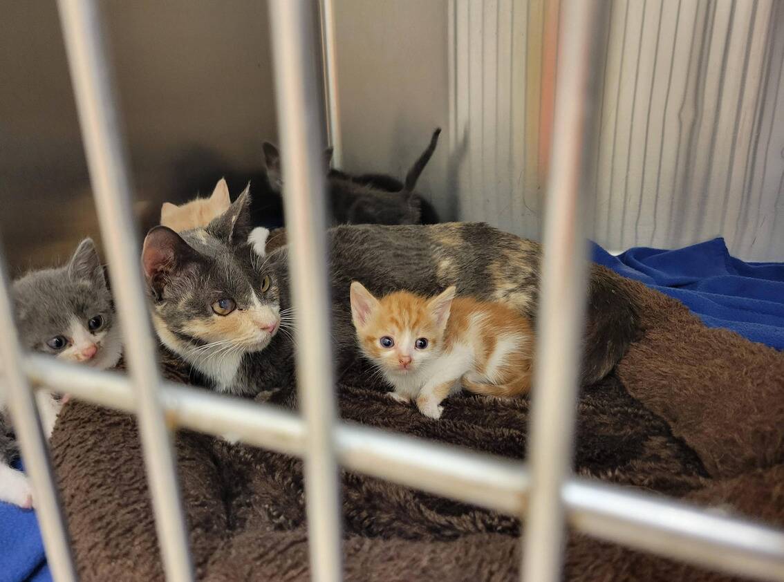 cats