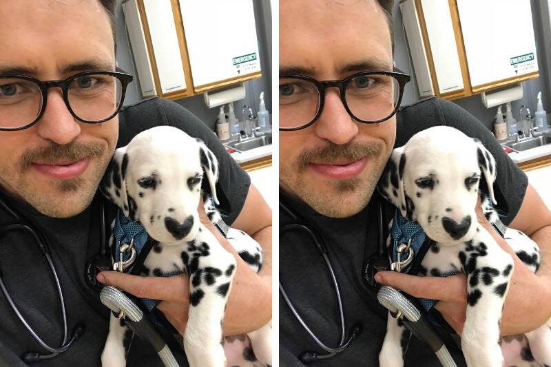 dalmatian2