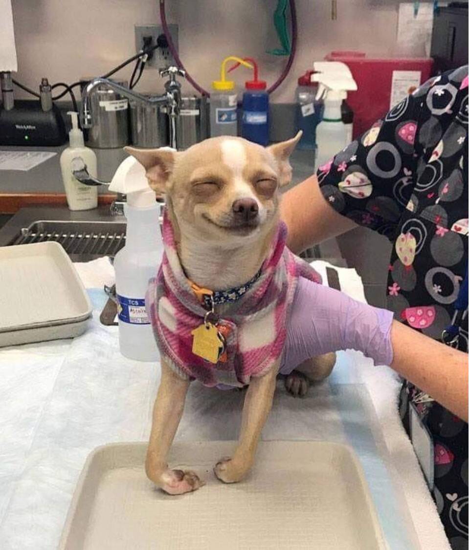 dog mishap