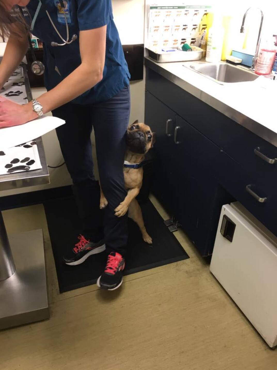 dog vet