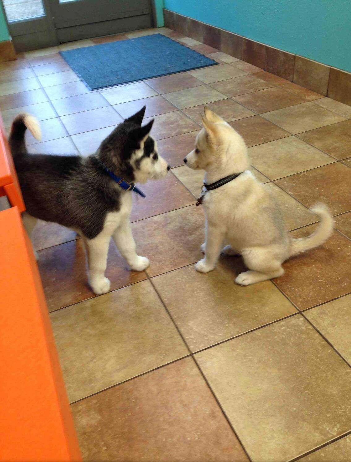 dogs