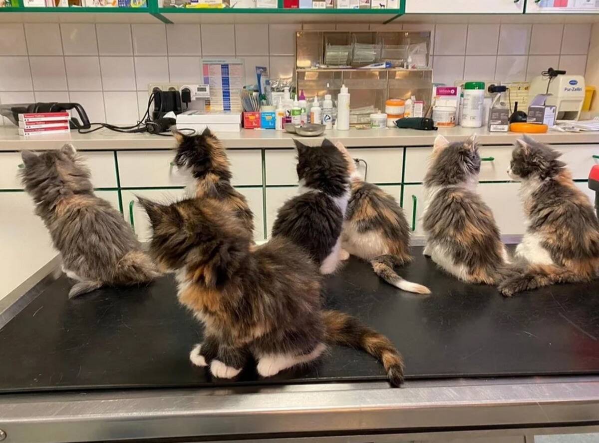 kittens