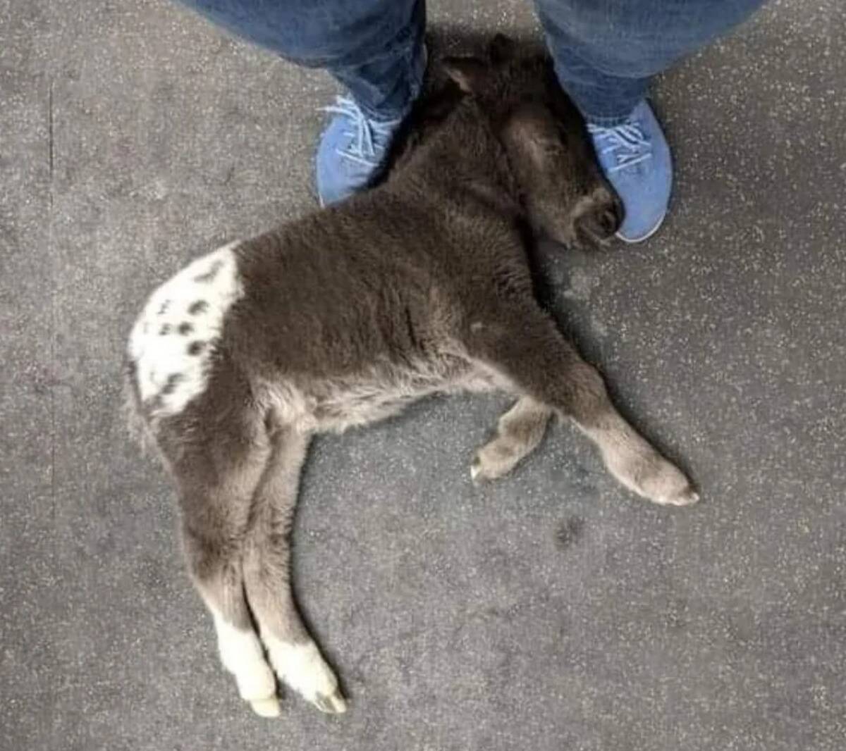 lil sebastian