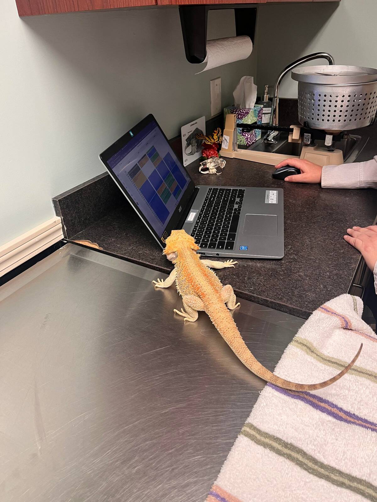 lizard