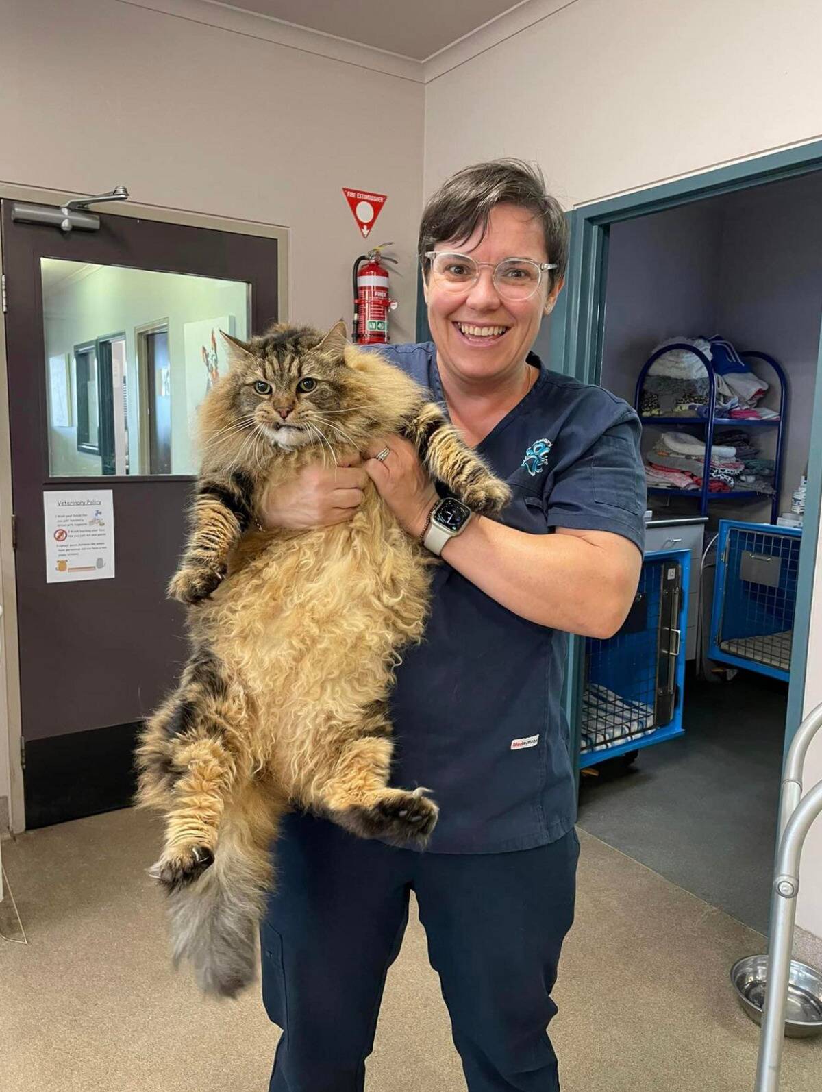maine coon
