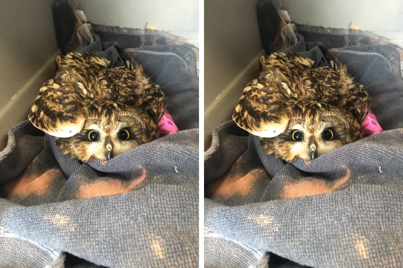 owl2