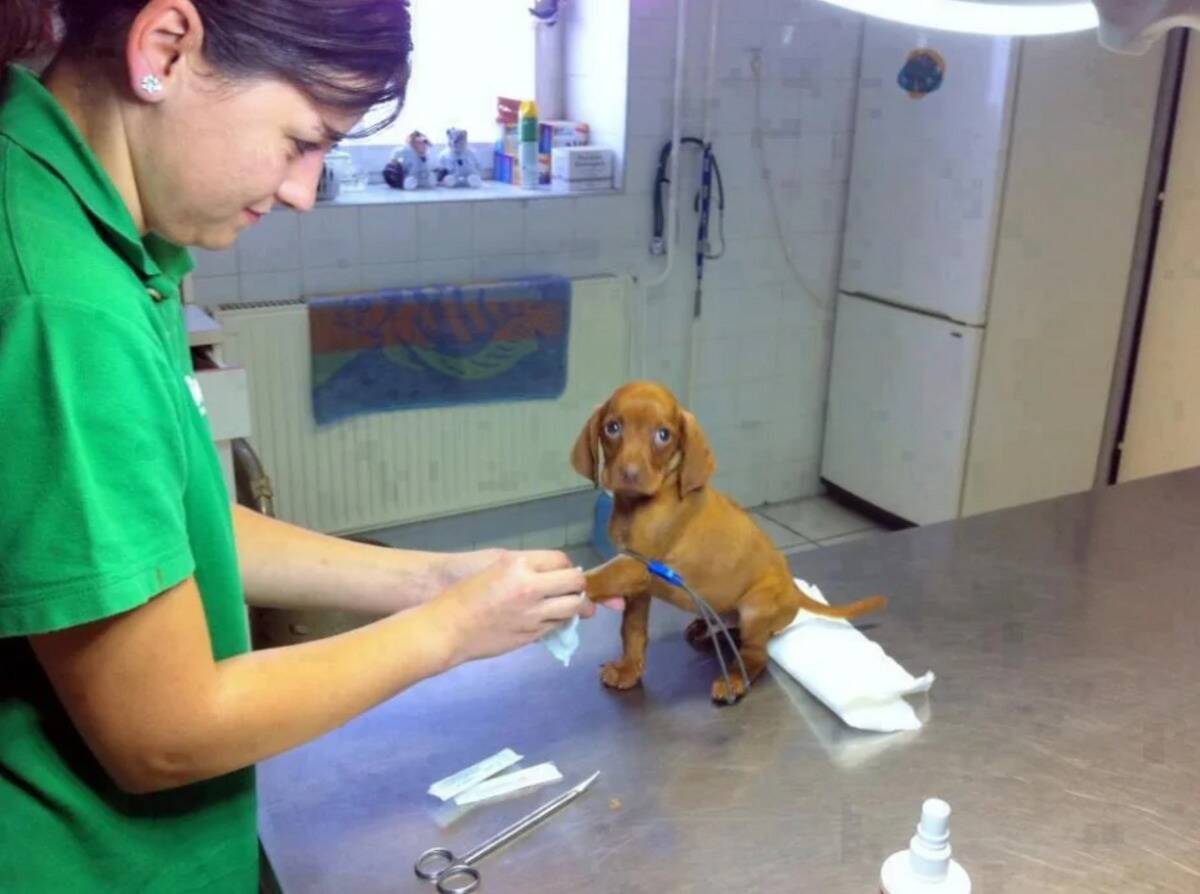 puppy