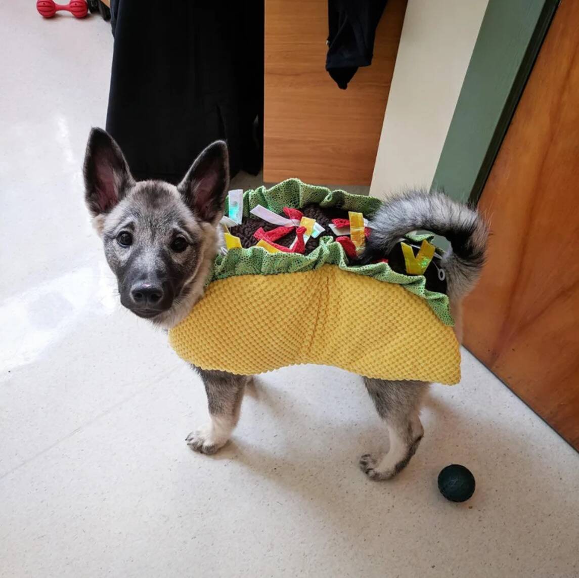 taco dog