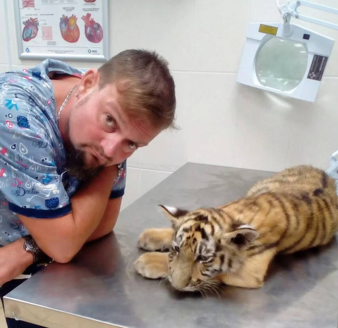 tiger