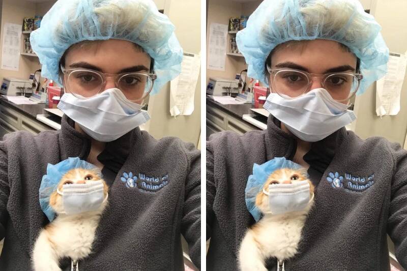vet cat2