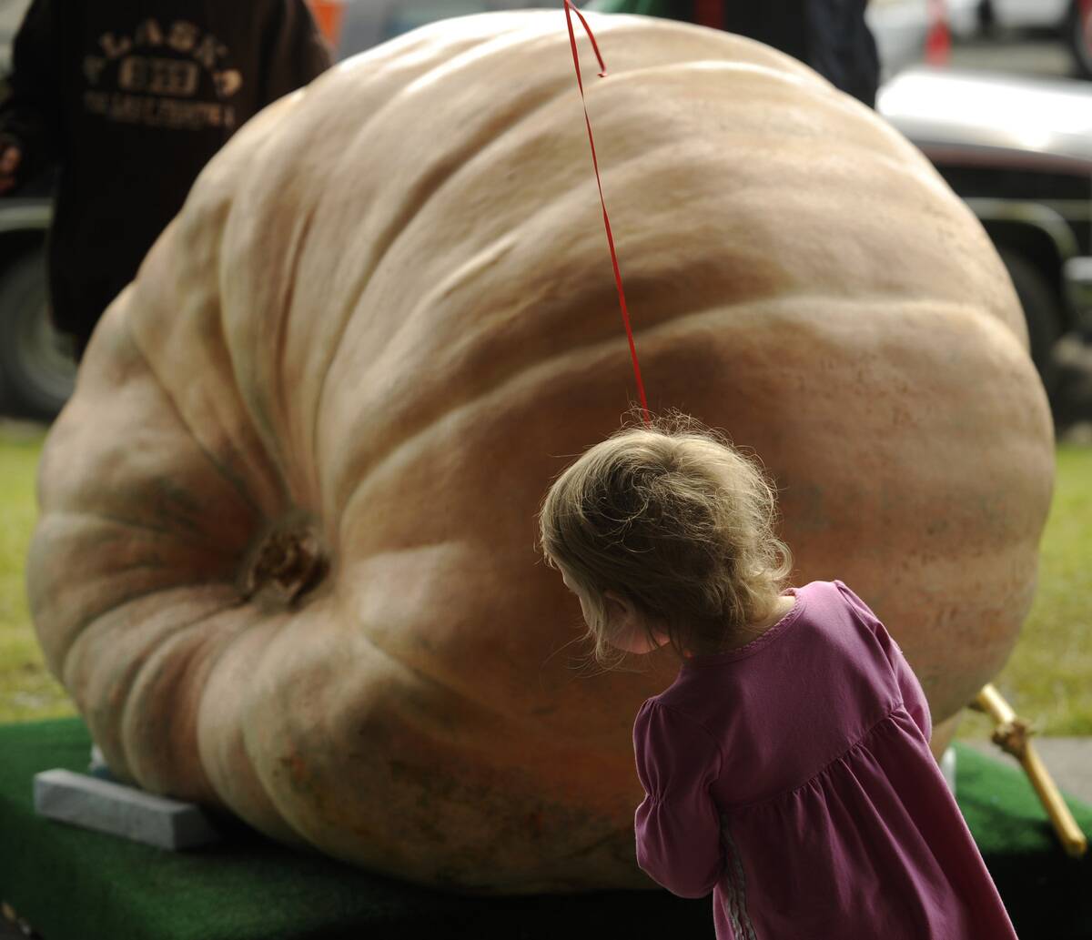 Alaska State Fair giant pumpkin