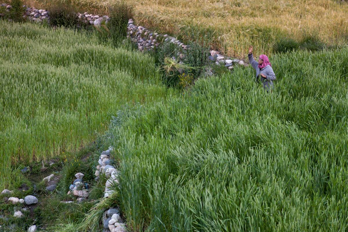 Woman working in the barley fields around the Baltistan...